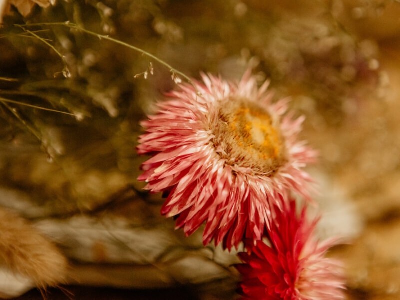 A pink dried flower with a yellow centre